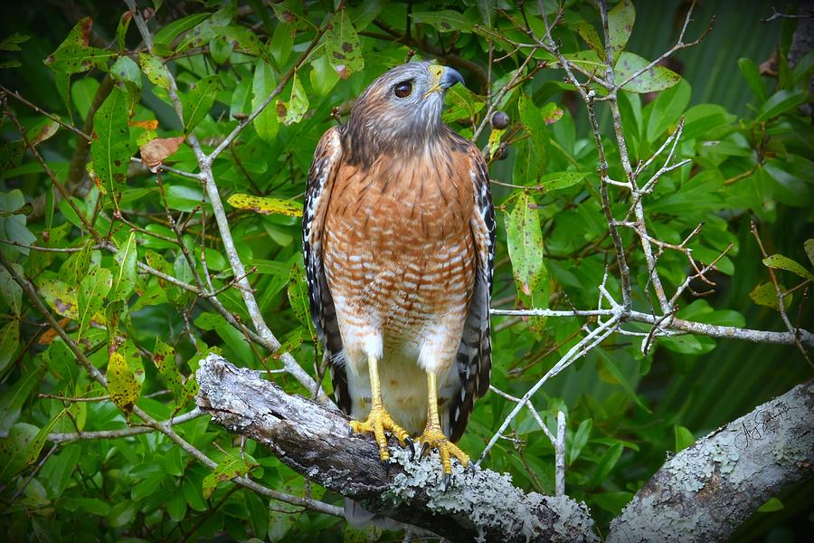 Red Shouldered Hawk Photograph by Amy Sandersfeld - Pixels