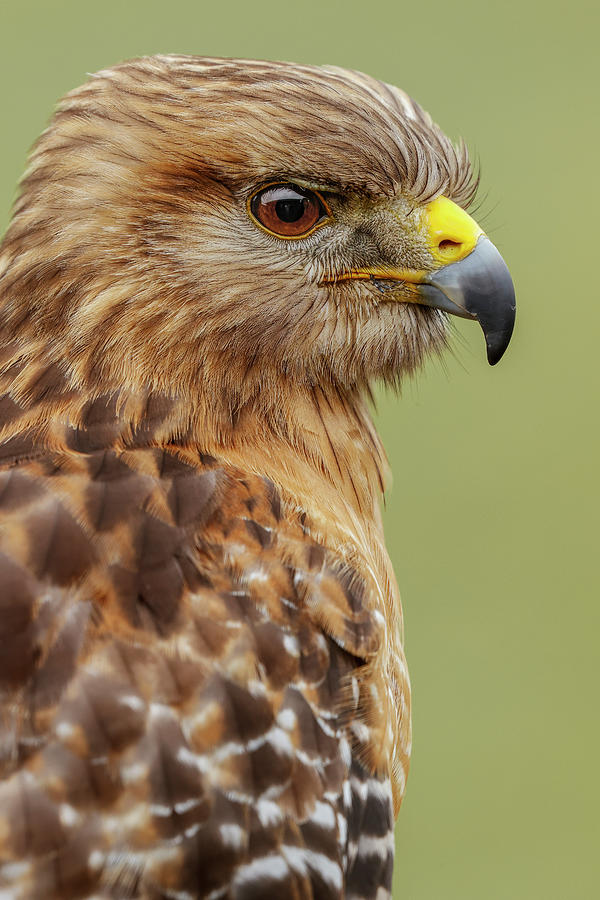 Adam Jones Photograph - Red Shouldered Hawk, Florida by Adam Jones