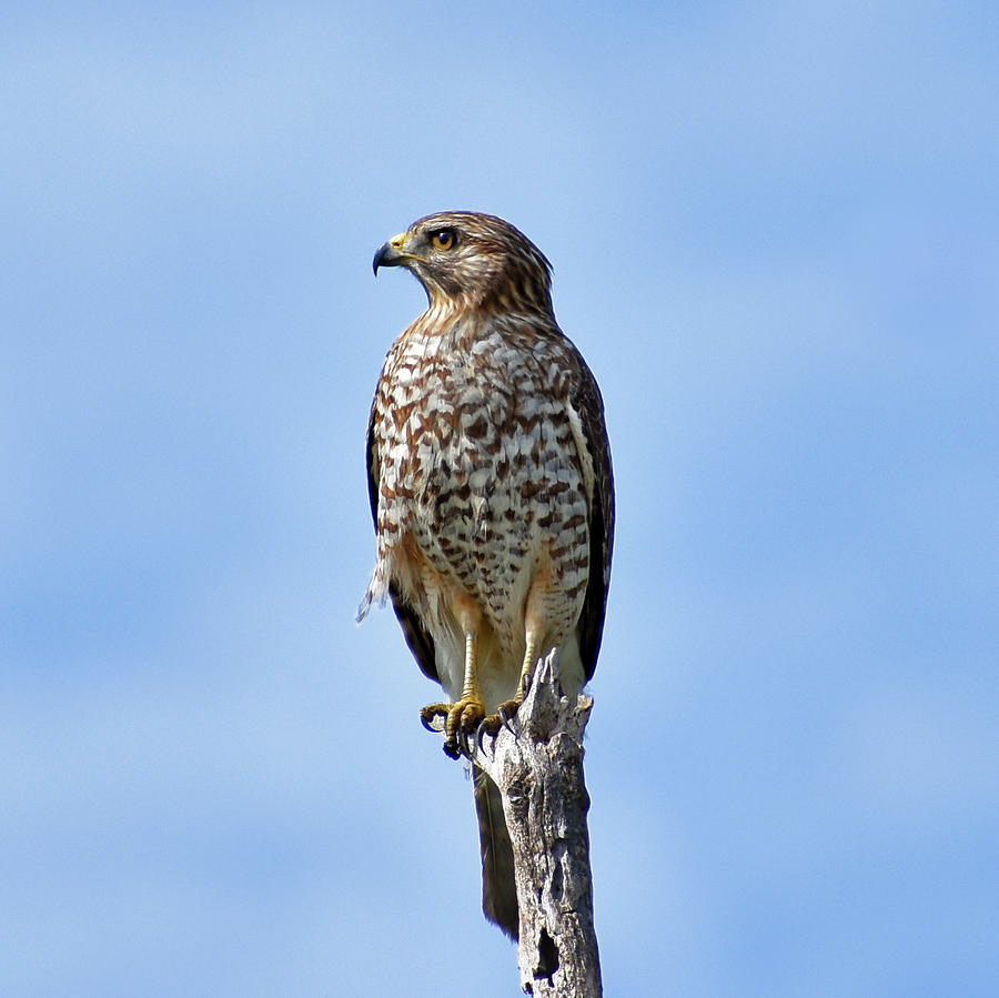 Red Shouldered Hawk Photograph by Glenn Hultgren - Fine Art America