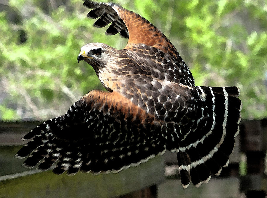 Red-shouldered Hawk In Flight Wc Photograph