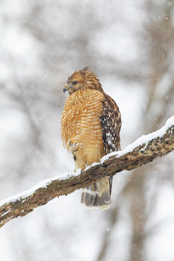 Winter Photograph - Red-shouldered Hawk In Snow, Marion by Richard and Susan Day