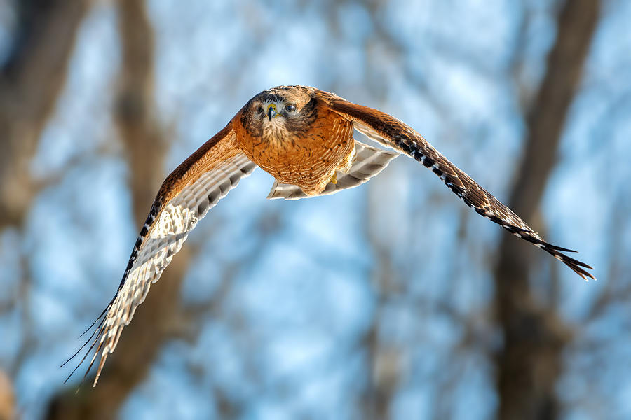 Bird Photograph - Red-shouldered Hawk by Jian Xu