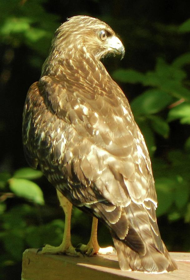 Red Shouldered Hawk Photograph by Karen Stansberry