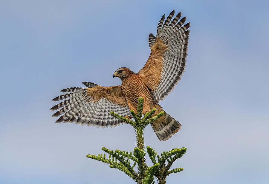 Red-shouldered hawk landing Photograph by Justin Battles