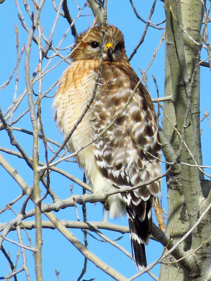 Red-shouldered Hawk Photograph by Lori Frisch