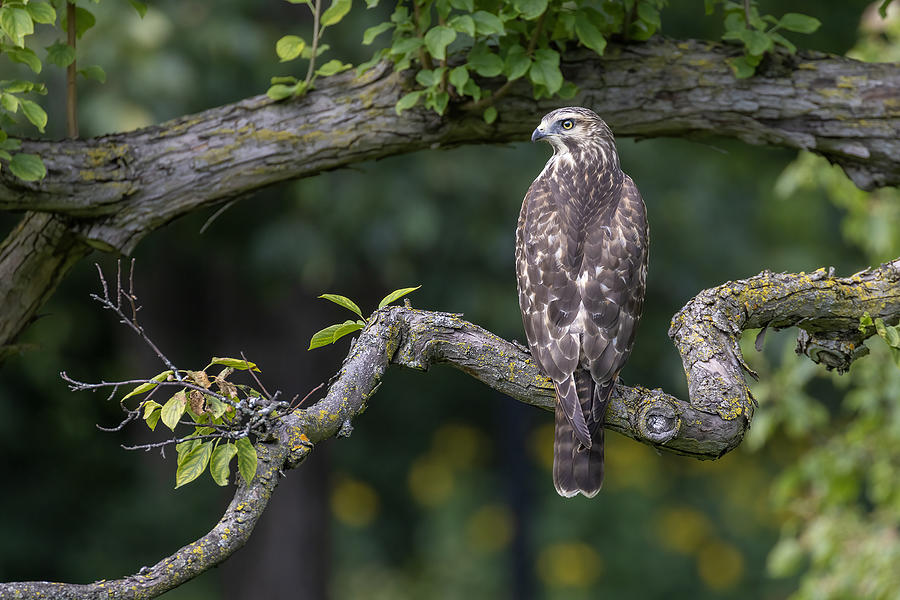 Hawk Photograph - Red Shouldered Hawk by Mircea Costina