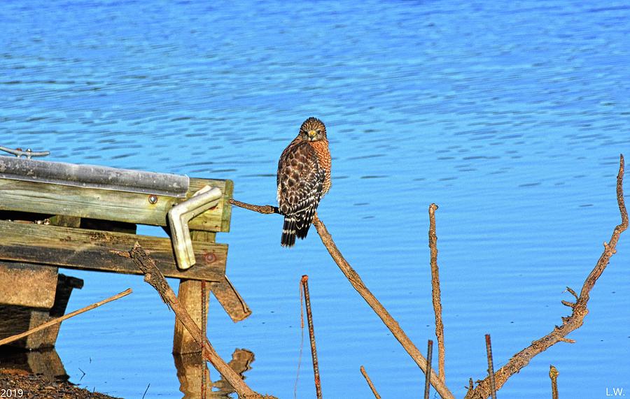 Red Shouldered Hawk On Lake Murray South Carolina by Lisa Wooten Red Shouldered Hawk On Lake Murray South Carolina by Lisa Wooten