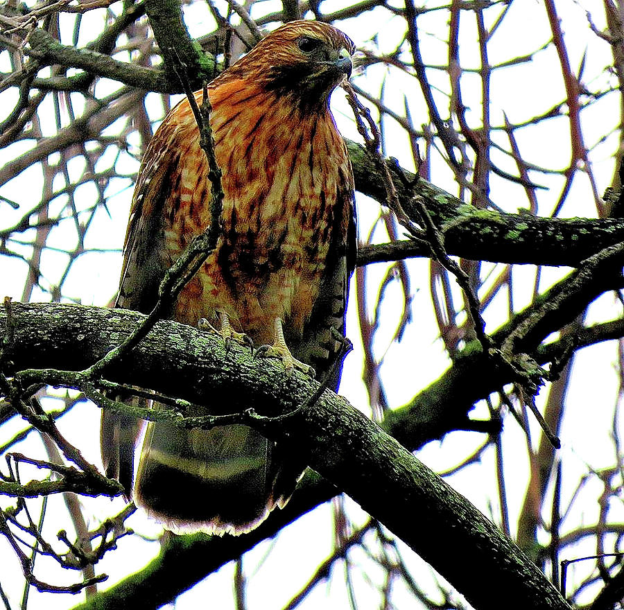 Red-Shouldered Hawk on the Lookout Photograph by Linda Stern