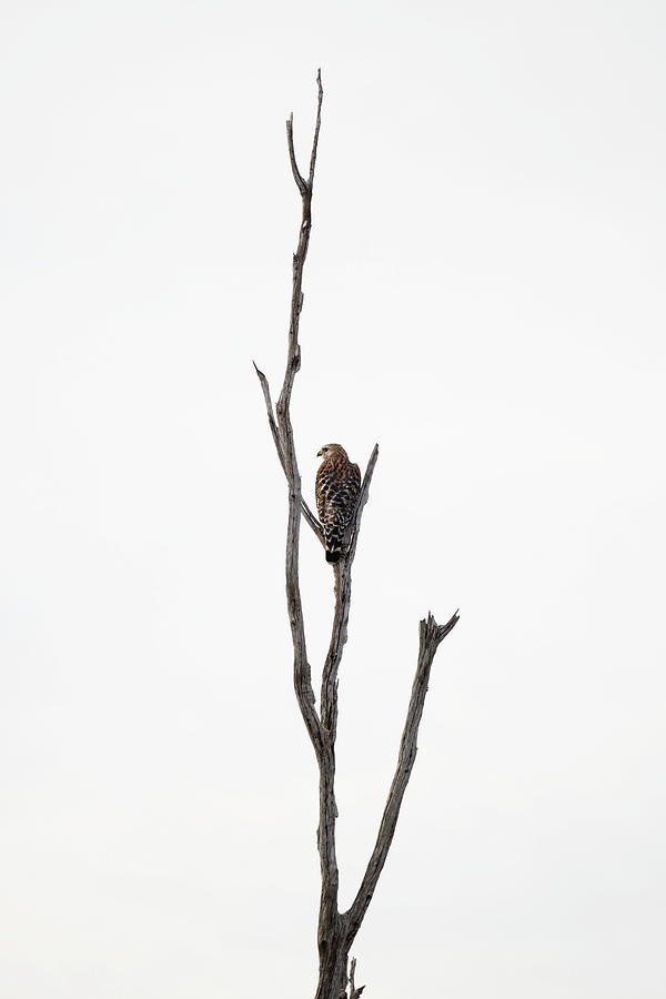 Hawk Digital Art - Red-shouldered Hawk Perched On A Bare Branch by Laura Diez
