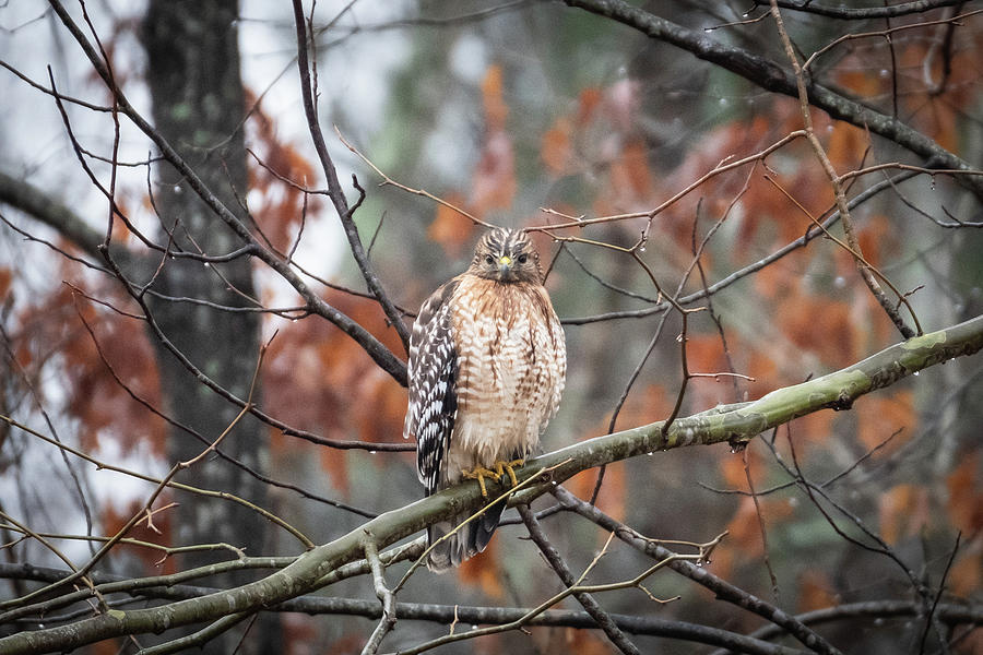 Hawk Photograph - Red Shouldered Hawk Perched On A Branch In A Georgia Forest by Cavan Images