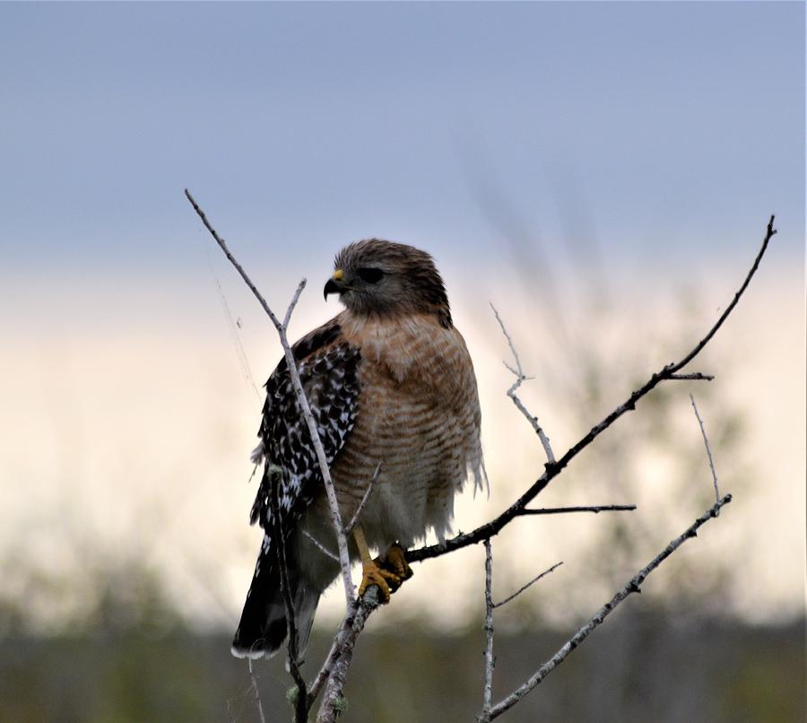 Red-Shouldered Hawk Profile Photograph by Warren Thompson