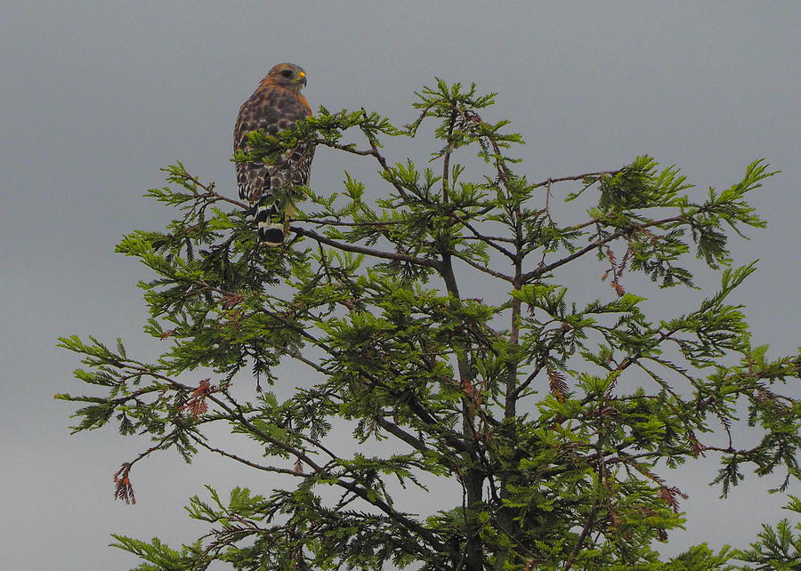 Red Shouldered Hawk Photograph by Richard Thomas