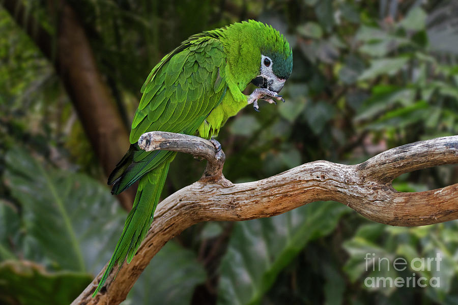 Red-shouldered Macaw Photograph by Arterra Picture Library