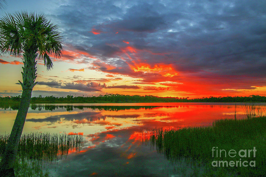 Red Sky and Palm Sunset Photograph by Tom Claud