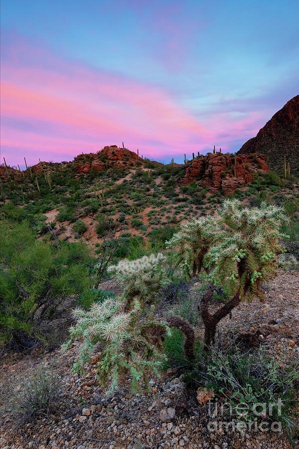Sunset Photograph - Red Sky Cholla by Michael Dawson