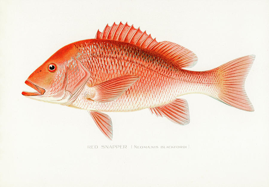 Red Snapper Drawing by David Letts