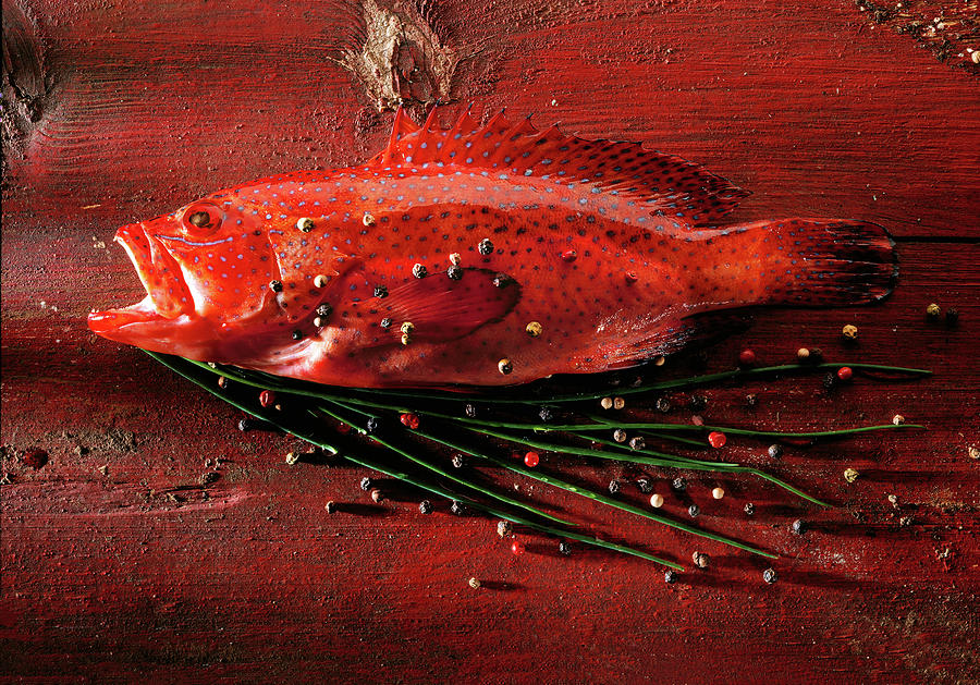 “Vermilion Snapper Vs. Red Snapper: Unraveling The Differences” | Adopt ...