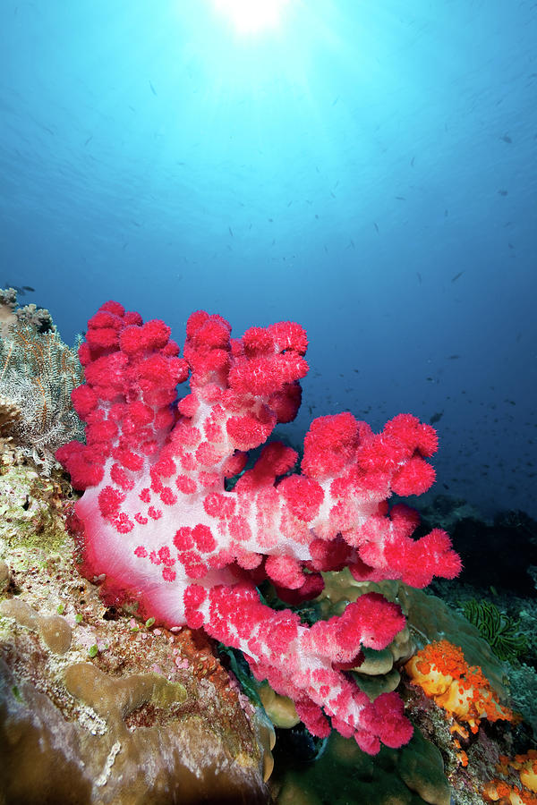 Red Soft Coral Beauty In Blue, Komodo Photograph by Ifish