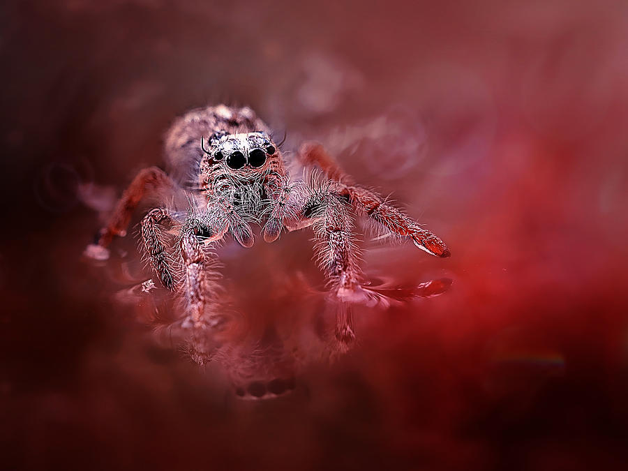 Insects Photograph - Red Spider by Fauzan Maududdin