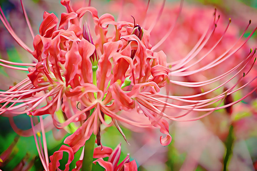 Red Spider Lily Hub Photograph by Gaby Ethington