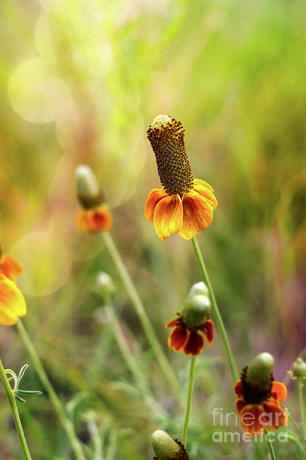 Red Spike Mexican Hat by Susan Warren Red Spike Mexican Hat by Susan Warren