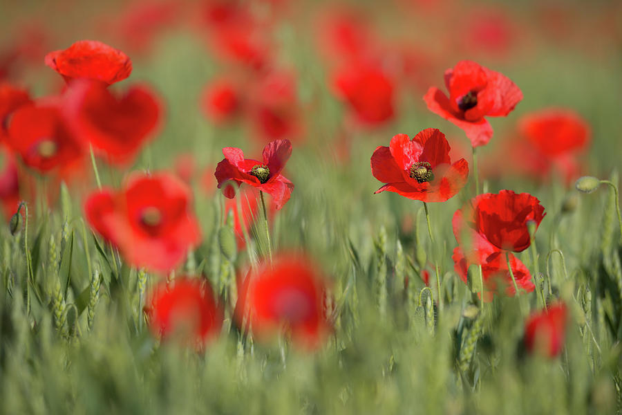 Red Splashes of Wild Poppies 1 by Vlad Sokolovsky Red Splashes of Wild Poppies 1 by Vlad Sokolovsky