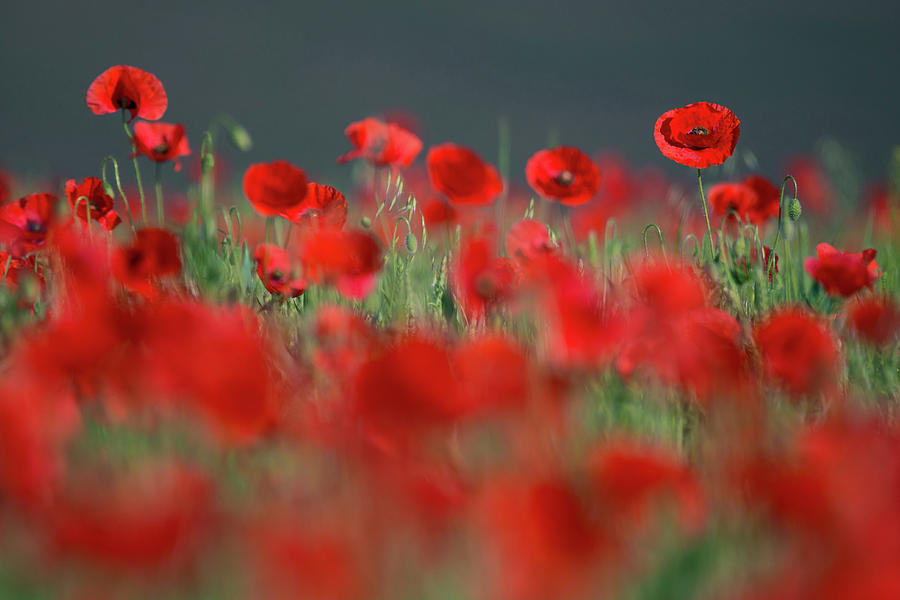Red Splashes of Wild Poppies by Vlad Sokolovsky Red Splashes of Wild Poppies by Vlad Sokolovsky