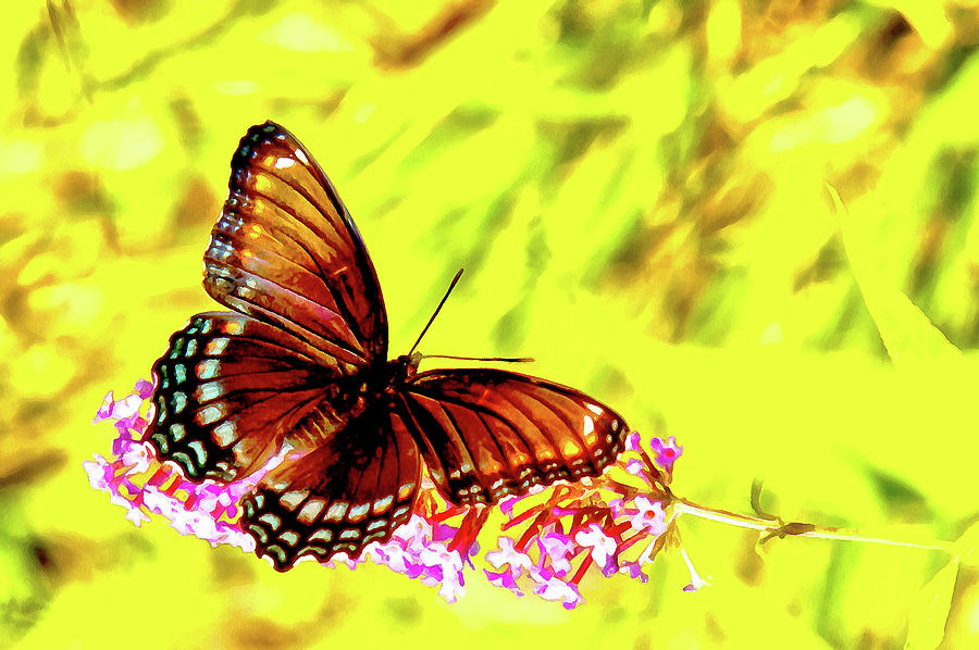 Red Spotted Admiral on Butterfly Bush by Jeff Folger Red Spotted Admiral on Butterfly Bush by Jeff Folger