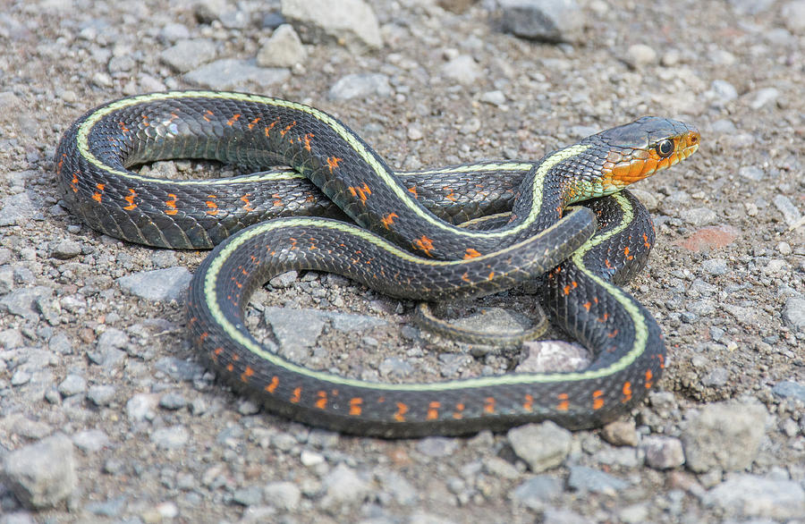 Red-spotted Garter Snake Photograph by John Serrao