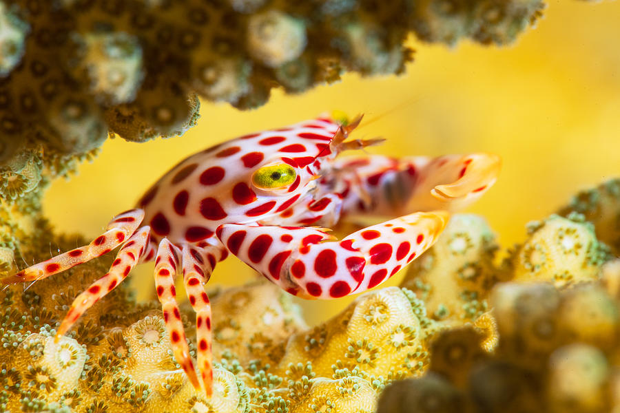 Red -spotted Guard Crab Photograph by Barathieu Gabriel