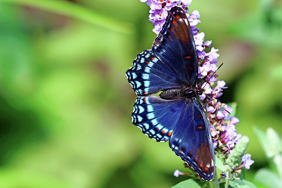 Red Spotted Purple Beauty Photograph