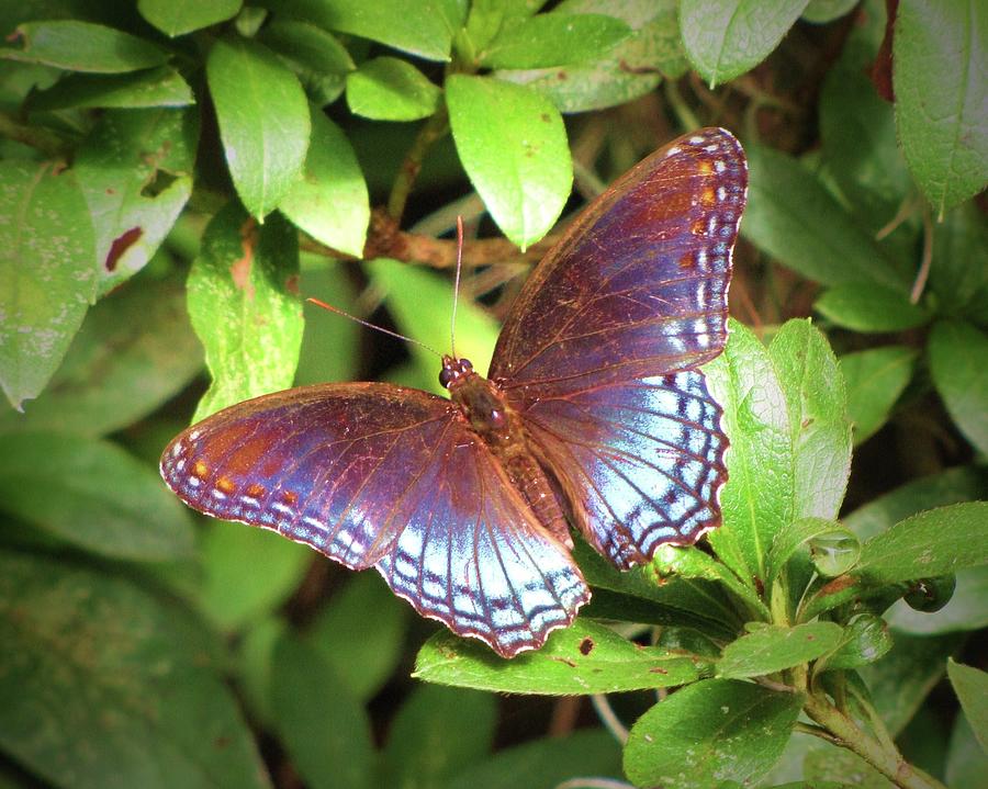 Red Spotted Purple Butterfly Photograph by Daniela Duncan
