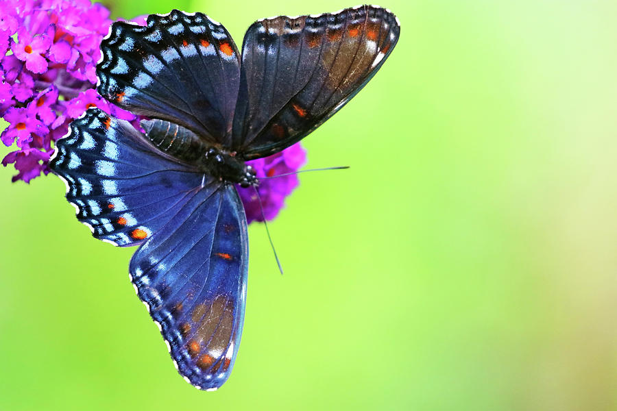 Red Spotted Purple Butterfly Photograph
