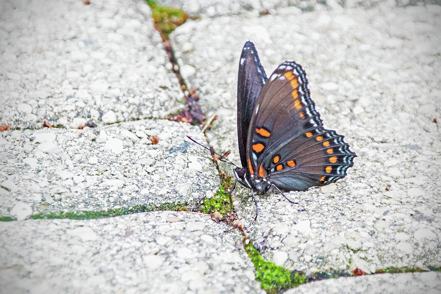 Butterfly Photograph - Red Spotted Purple Butterfly by Ira Marcus