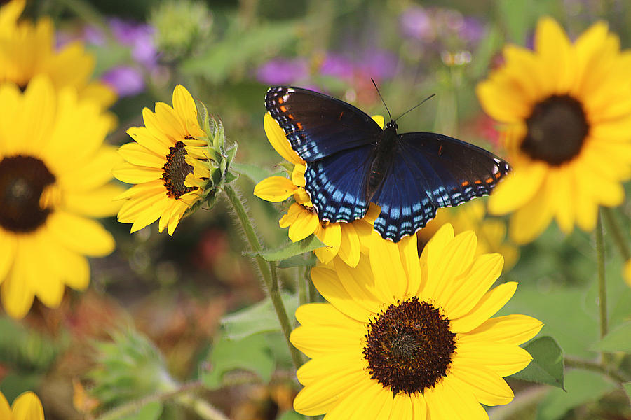 Red-spotted Purple Butterfly Photograph by Living Color Photography Lorraine Lynch