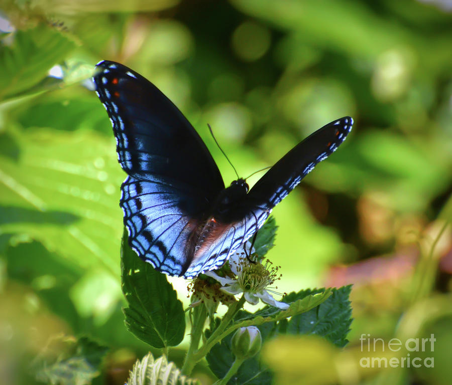 Red-spotted Purple Butterfly on Multiflora Rose Photograph by Kerri Farley