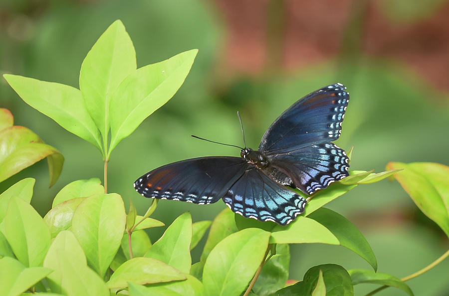 Red Spotted Purple Butterfly by Serena Vachon Red Spotted Purple Butterfly by Serena Vachon
