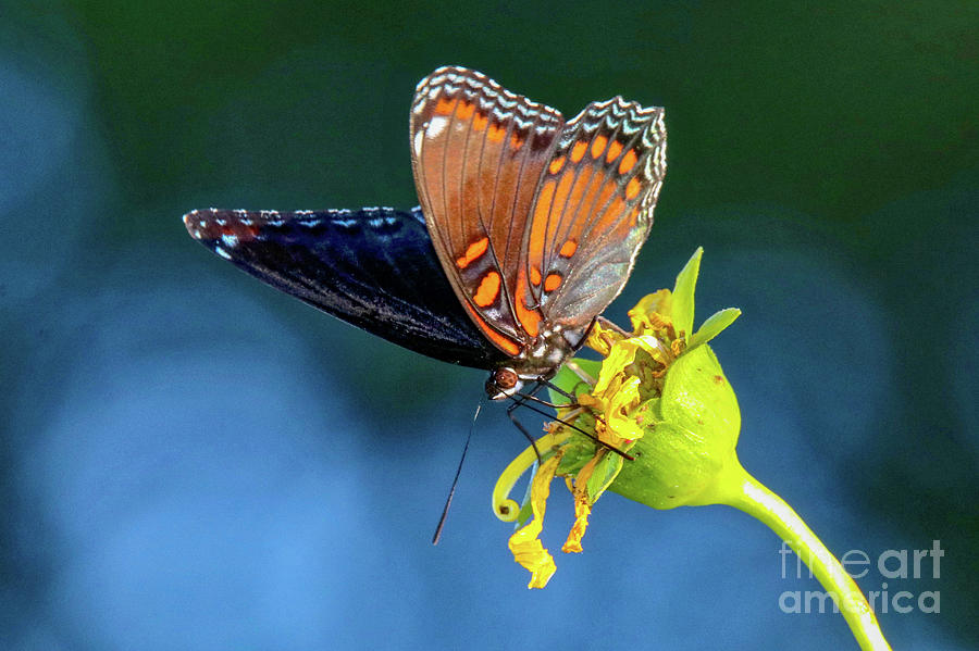 Red-spotted Purple Butterfly Photograph by Susan Rydberg