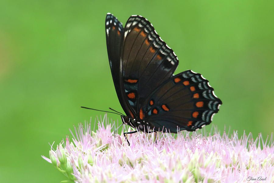 Red-Spotted Purple Butterfly Photograph by Trina Ansel