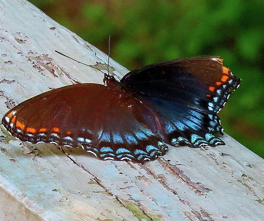 Red-Spotted Purple Butterfly With Damaged Wing Photograph by Linda Stern
