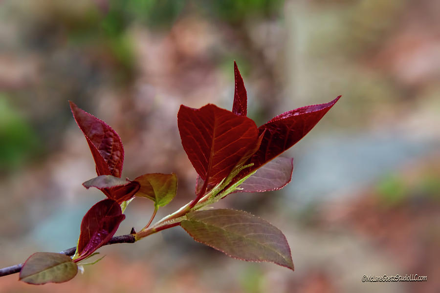 Landscape Photograph - Red Spring Buds by LeeAnn McLaneGoetz McLaneGoetzStudioLLCcom