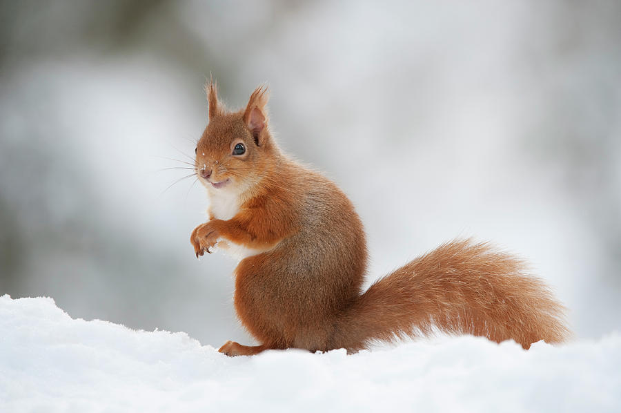 Red Squirrel Adult In Snow, Cairngorms Np, Scotland Photograph by Mark ...