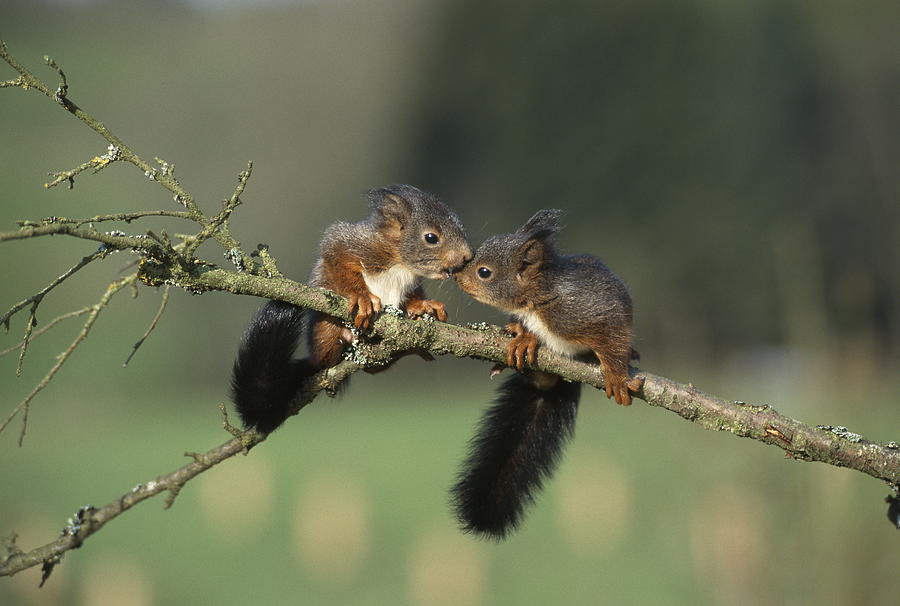 Red Squirrel Babies Photograph by Nhpa - Fine Art America