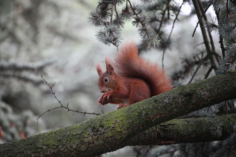 Red Squirrel Eating A Nut Photograph by Sonja Zelano