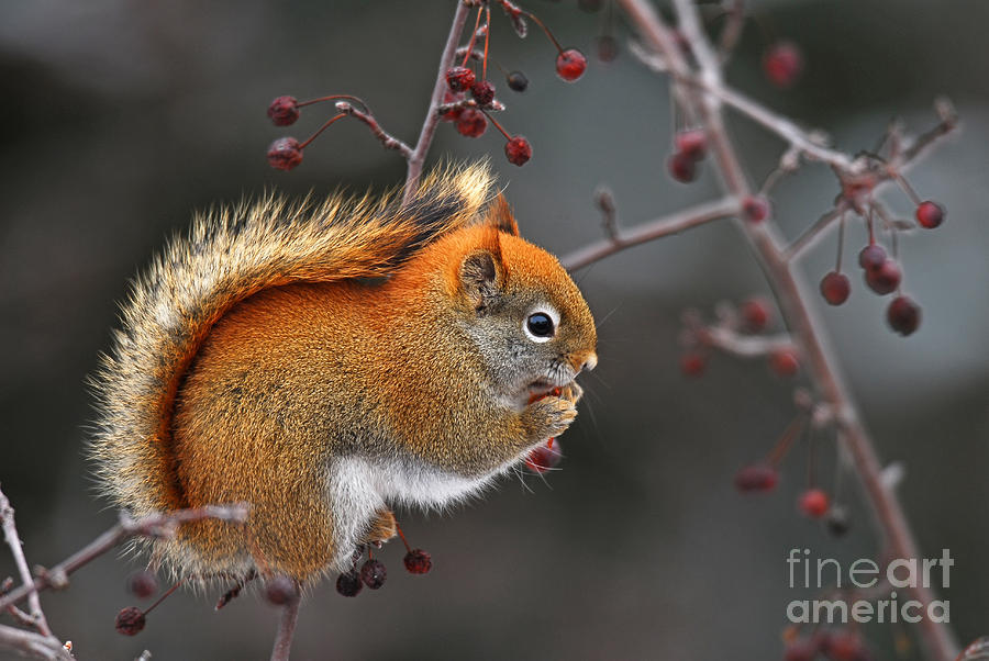 Red Squirrel Eating Berries Of Ash Tree Photograph by Nancy Bauer