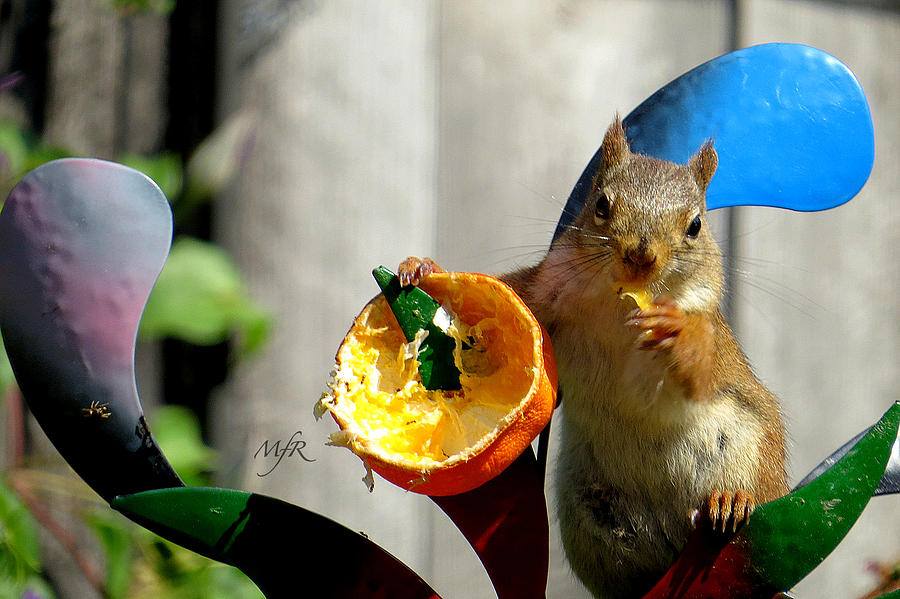 Red Squirrel eating orange Photograph by Maureen Rose - Fine Art 