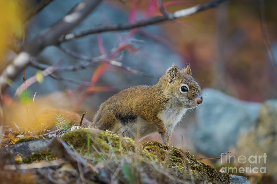 Red Squirrel Photograph by Eva Lechner