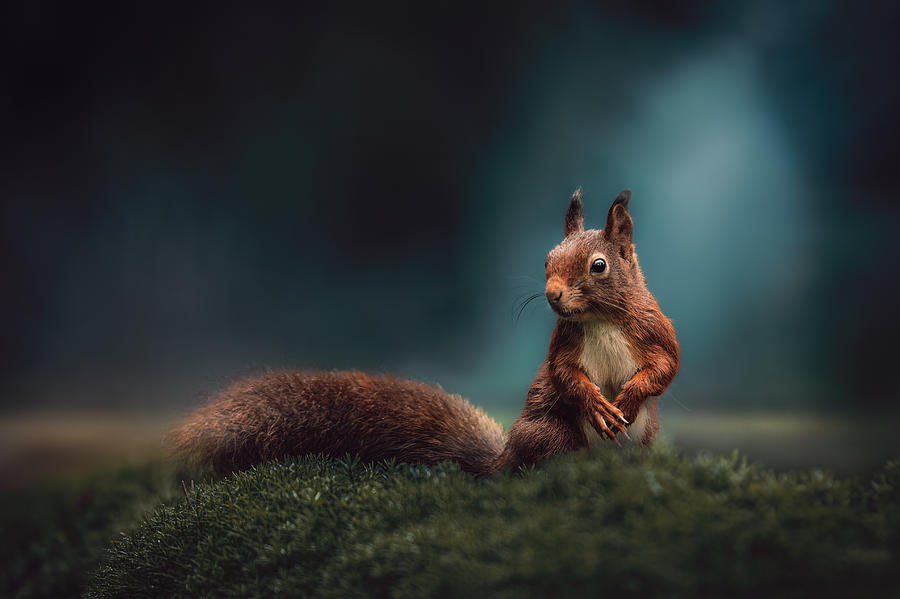 Wildlife Photograph - Red Squirrel by Gert J Ter Horst