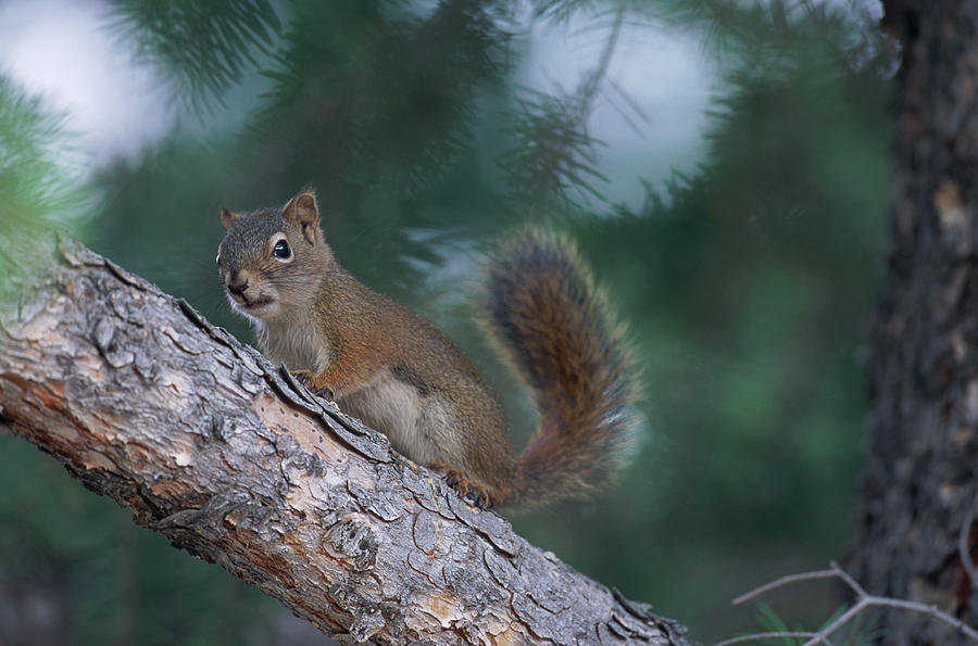 Red Squirrel In Tree, Yellowstone Photograph by Art Wolfe