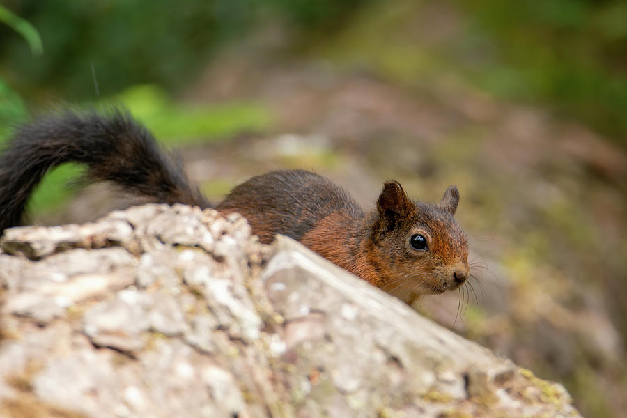 Red Squirrel Photograph by Kuni Photography